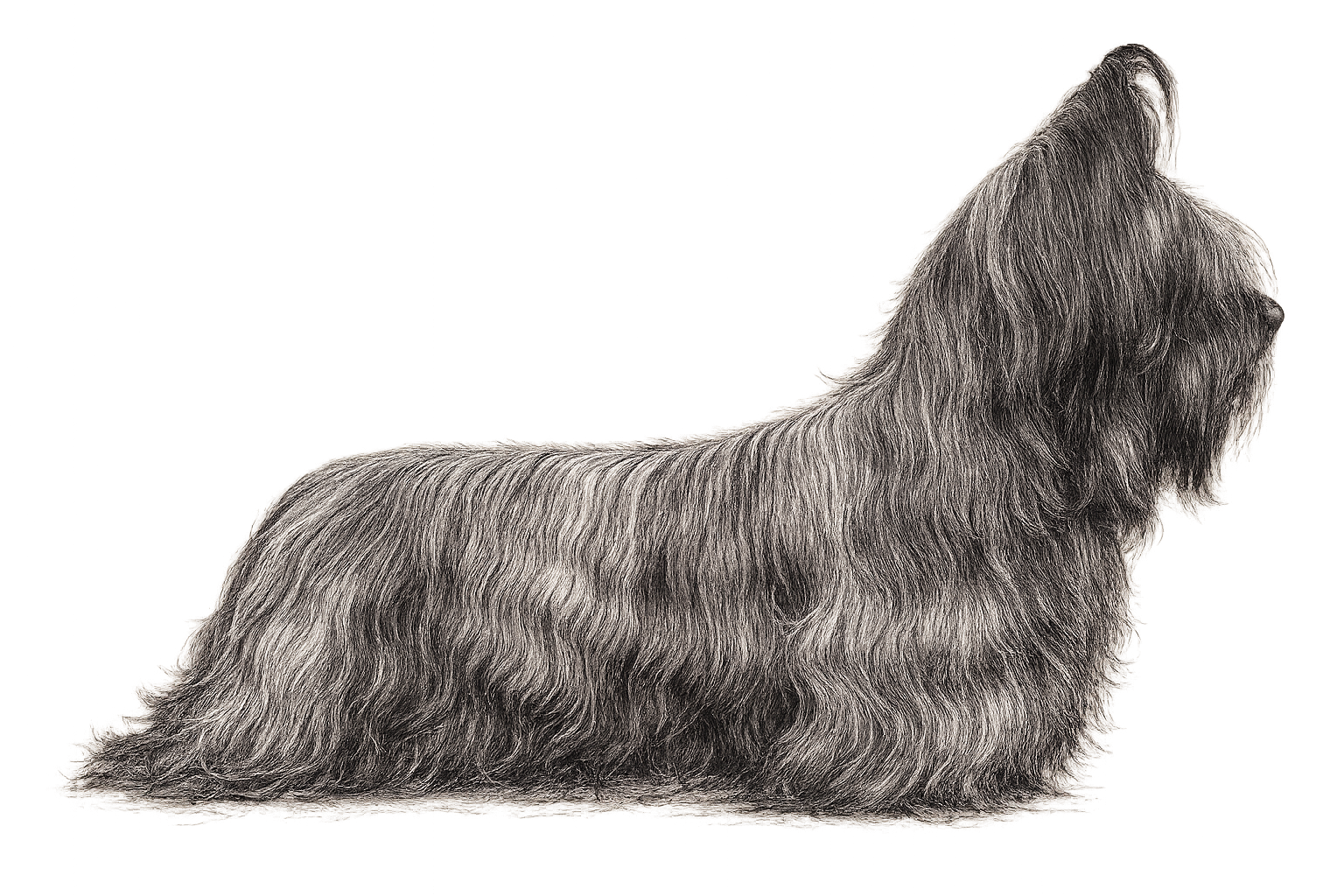 elvis standard1152026.png